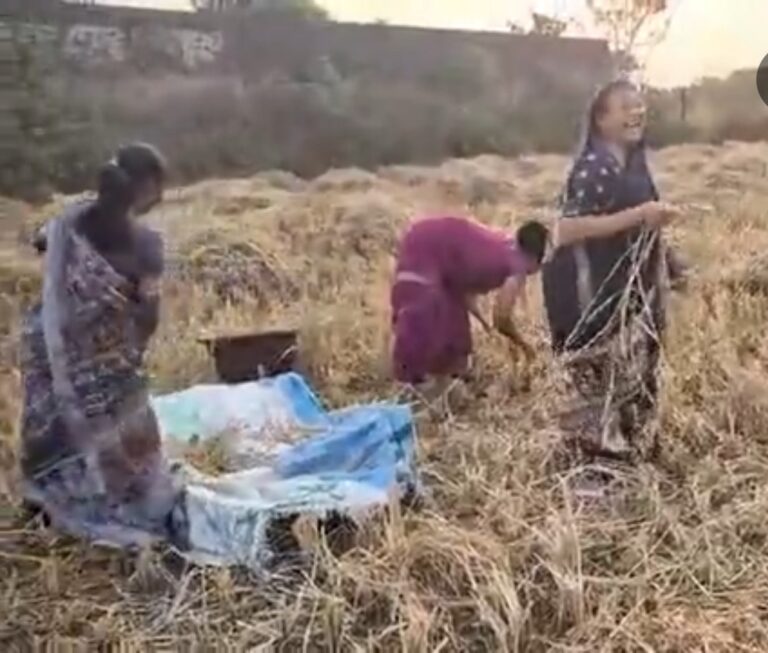 धान कटाई के सीजन में गांव लौटीं पुष्पा नेताम, हाथों से काटा धान; मंत्री रामविचार नेताम भी दिखे खेतों में सक्रिय